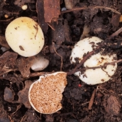 Descomyces albus (A native truffle) at Macquarie, ACT - 31 Jul 2016 by Heino