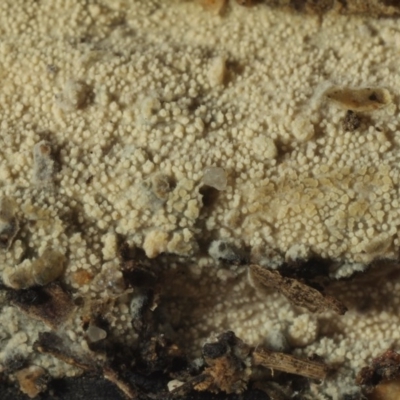 Hyphodontia floccosa at Macquarie, ACT - 14 Jul 2016 by Heino