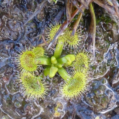Drosera (genus) (A Sundew) at O'Malley, ACT - 31 Jul 2016 by Mike
