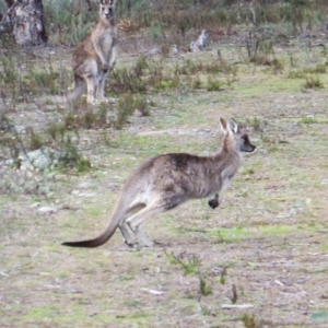 Macropus giganteus at Garran, ACT - 31 Jul 2016