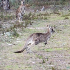 Macropus giganteus (Eastern Grey Kangaroo) at Garran, ACT - 31 Jul 2016 by Mike