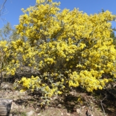 Acacia baileyana (Cootamundra Wattle, Golden Mimosa) at Isaacs, ACT - 31 Jul 2016 by Mike