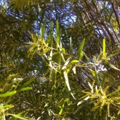 Acacia floribunda (White Sally Wattle, Gossamer Wattle) at Isaacs, ACT - 31 Jul 2016 by Mike