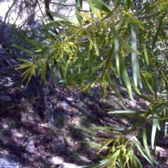 Acacia floribunda at Isaacs, ACT - 31 Jul 2016