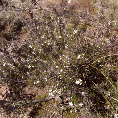 Cryptandra amara (Bitter Cryptandra) at Isaacs, ACT - 31 Jul 2016 by Mike