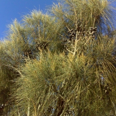 Allocasuarina verticillata (Drooping Sheoak) at Isaacs, ACT - 31 Jul 2016 by Mike