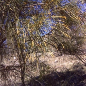 Allocasuarina verticillata at Isaacs, ACT - 31 Jul 2016