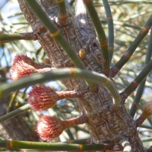 Allocasuarina verticillata at Isaacs, ACT - 31 Jul 2016