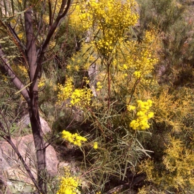 Acacia boormanii (Snowy River Wattle) at Isaacs Ridge and Nearby - 31 Jul 2016 by Mike