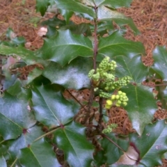 Berberis aquifolium (Oregon Grape) at Isaacs Ridge and Nearby - 29 Jul 2016 by Mike