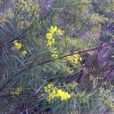 Acacia boormanii (Snowy River Wattle) at Mount Mugga Mugga - 31 Jul 2016 by Mike