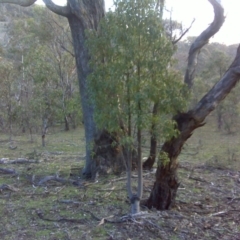 Brachychiton populneus subsp. populneus at O'Malley, ACT - 31 Jul 2016