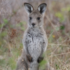 Macropus giganteus (Eastern Grey Kangaroo) at Garran, ACT - 28 Mar 2016 by roymcd