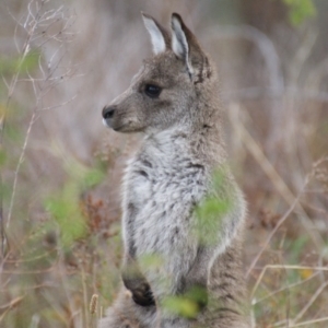 Macropus giganteus at Garran, ACT - 28 Mar 2016 05:52 PM