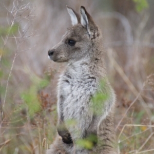 Macropus giganteus at Garran, ACT - 28 Mar 2016