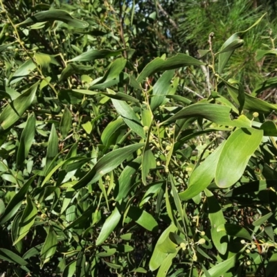 Acacia melanoxylon (Blackwood) at Isaacs Ridge and Nearby - 3 Aug 2016 by Mike