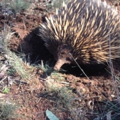 Tachyglossus aculeatus (Short-beaked Echidna) at Gungahlin, ACT - 3 Aug 2016 by JoshMulvaney