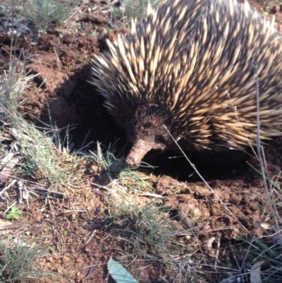 Tachyglossus aculeatus (Short-beaked Echidna) at Goorooyarroo NR (ACT) - 3 Aug 2016 by JoshMulvaney