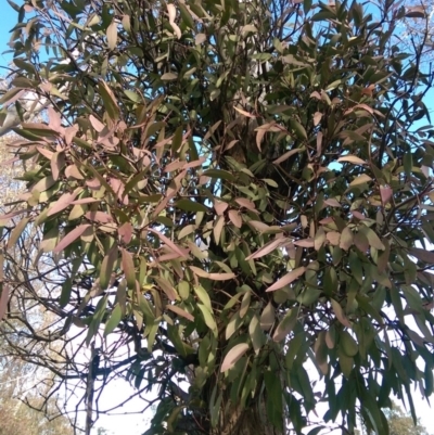 Muellerina eucalyptoides (Creeping Mistletoe) at Flynn, ACT - 3 Aug 2016 by RobSpeirs