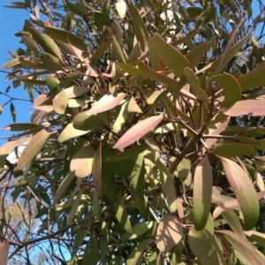 Muellerina eucalyptoides at Flynn, ACT - 3 Aug 2016 12:20 PM