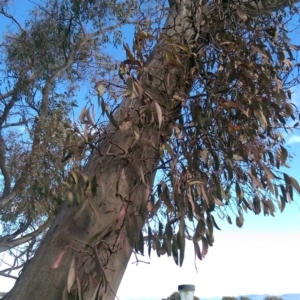 Muellerina eucalyptoides at Flynn, ACT - 3 Aug 2016 12:20 PM