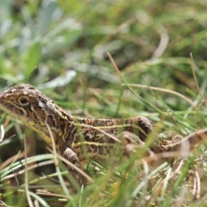 Tympanocryptis lineata at suppressed - suppressed