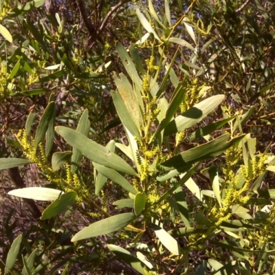 Acacia longifolia subsp. longifolia (Sydney Golden Wattle) at Isaacs Ridge and Nearby - 3 Aug 2016 by Mike