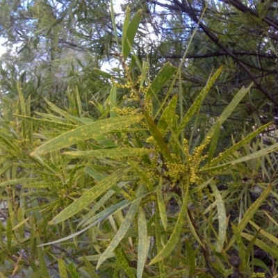 Acacia longifolia subsp. longifolia (sallow or Sydney golden wattle) at Isaacs, ACT - 3 Aug 2016 by Mike