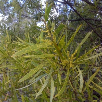 Acacia longifolia subsp. longifolia (Sydney Golden Wattle) at Isaacs, ACT - 3 Aug 2016 by Mike