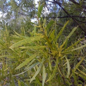 Acacia longifolia subsp. longifolia at Isaacs, ACT - 3 Aug 2016
