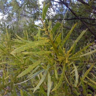 Acacia longifolia subsp. longifolia (Sydney Golden Wattle) at Isaacs Ridge and Nearby - 3 Aug 2016 by Mike