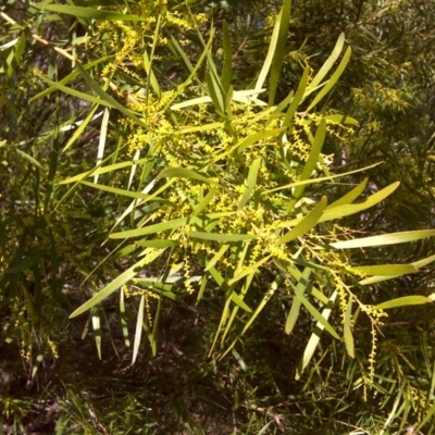 Acacia floribunda (White Sally Wattle, Gossamer Wattle) at Isaacs Ridge and Nearby - 3 Aug 2016 by Mike