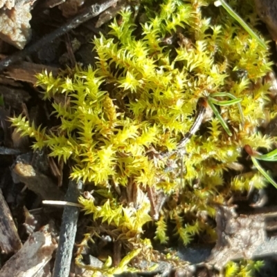 Triquetrella (A trailing moss) at Isaacs, ACT - 4 Aug 2016 by Mike