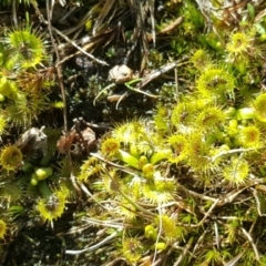 Drosera sp. (A Sundew) at Isaacs, ACT - 3 Aug 2016 by Mike