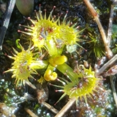 Drosera sp. at Isaacs Ridge - 4 Aug 2016 12:00 AM