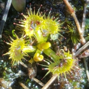 Drosera sp. at Isaacs Ridge - 4 Aug 2016 12:00 AM