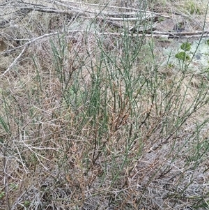 Discaria pubescens at Bullen Range - 2 Aug 2016