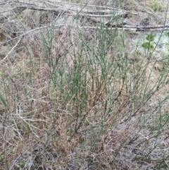 Discaria pubescens (Australian Anchor Plant) at Greenway, ACT - 2 Aug 2016 by LukeMcElhinney