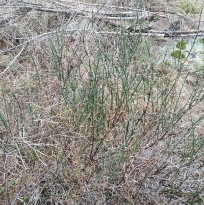 Discaria pubescens (Australian Anchor Plant) at Greenway, ACT - 2 Aug 2016 by LukeMcElhinney