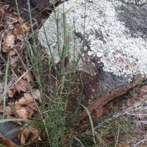 Discaria pubescens at Greenway, ACT - 28 May 2016