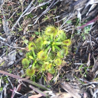 Drosera (genus) (A Sundew) at Majura, ACT - 4 Aug 2016 by AaronClausen