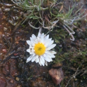 Leucochrysum albicans subsp. tricolor at Majura, ACT - 4 Aug 2016