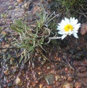 Leucochrysum albicans subsp. tricolor at Majura, ACT - 4 Aug 2016