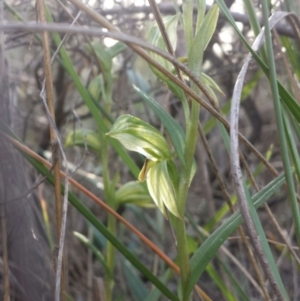 Bunochilus umbrinus (ACT) = Pterostylis umbrina (NSW) at suppressed - suppressed