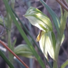 Bunochilus umbrinus (ACT) = Pterostylis umbrina (NSW) at suppressed - 4 Aug 2016