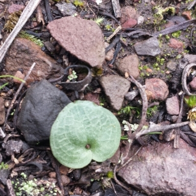 Cyrtostylis reniformis (Common Gnat Orchid) at Black Mountain - 4 Aug 2016 by MattM