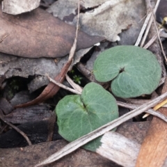 Acianthus sp. (Mayflower Orchid) at Point 8 - 4 Aug 2016 by MattM