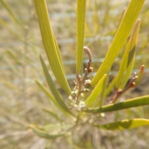 Acacia dawsonii at Majura, ACT - 4 Aug 2016