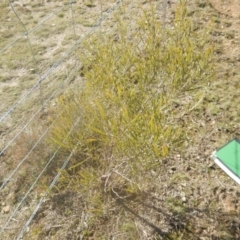 Acacia dawsonii at Majura, ACT - 4 Aug 2016