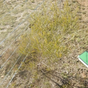 Acacia dawsonii at Majura, ACT - 4 Aug 2016